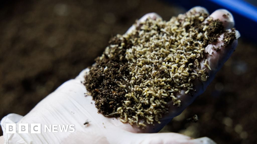 Haruskah kita membiarkan lalat memakan limbah makanan kita?