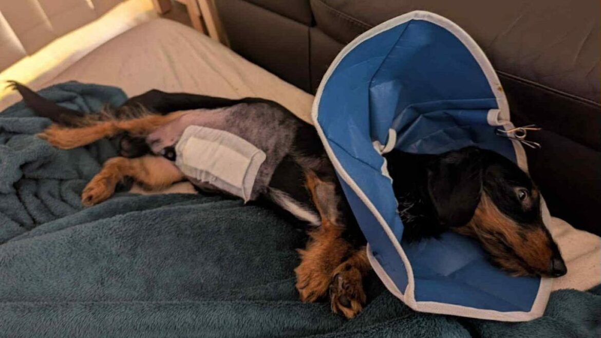 Lebih banyak hewan peliharaan ditinggalkan atau diserahkan sebagai biaya kesehatan yang tidak terduga dan tekanan hidup menggigit