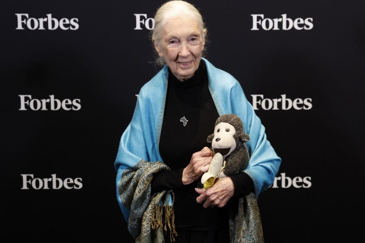 Primotologi dan melestarikan Jane Goodol meninggal di 91