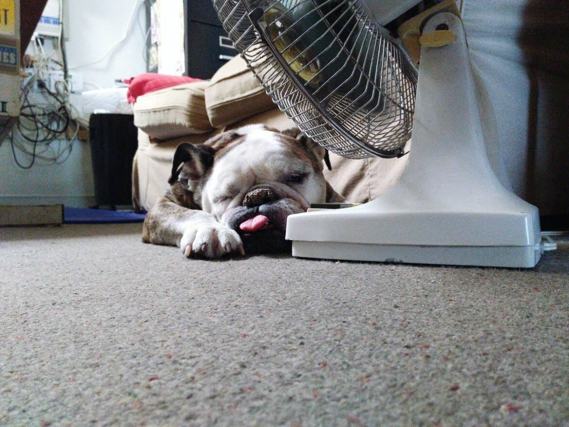 6 Ras Anjing Paling Malas yang Suka Ditemani Sendiri