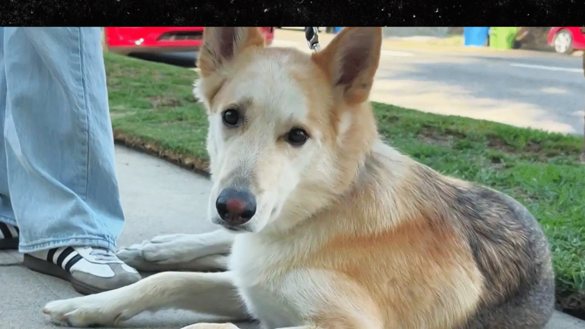 Anjing menelan sabu saat berjalan di lingkungan Los Angeles