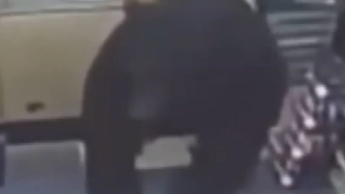 Beruang mengejar anak laki-laki melalui toko serba ada di Pennsylvania, tertangkap kamera