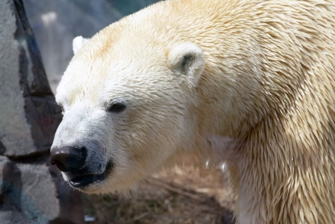 Pemerintahan Trump berencana untuk mencabut sebagian dari Undang-Undang Spesies Terancam Punah