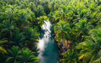 Menuju Filipina yang Tangguh terhadap Iklim: Memanfaatkan Teknologi dan Pembiayaan Karbon untuk Reforestasi